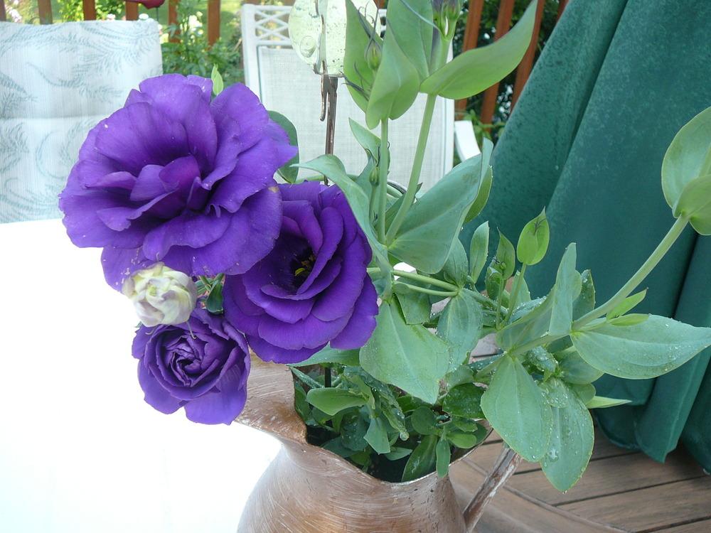 Photo of Lisianthus (Eustoma russellianum Cinderella™ Blue) uploaded by Roses_R_Red