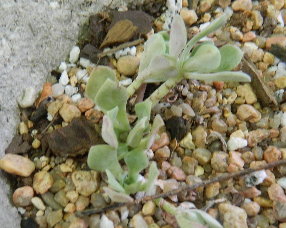 Photo of Pacific Stonecrop (Sedum 'Silver Moon') uploaded by CDsSister