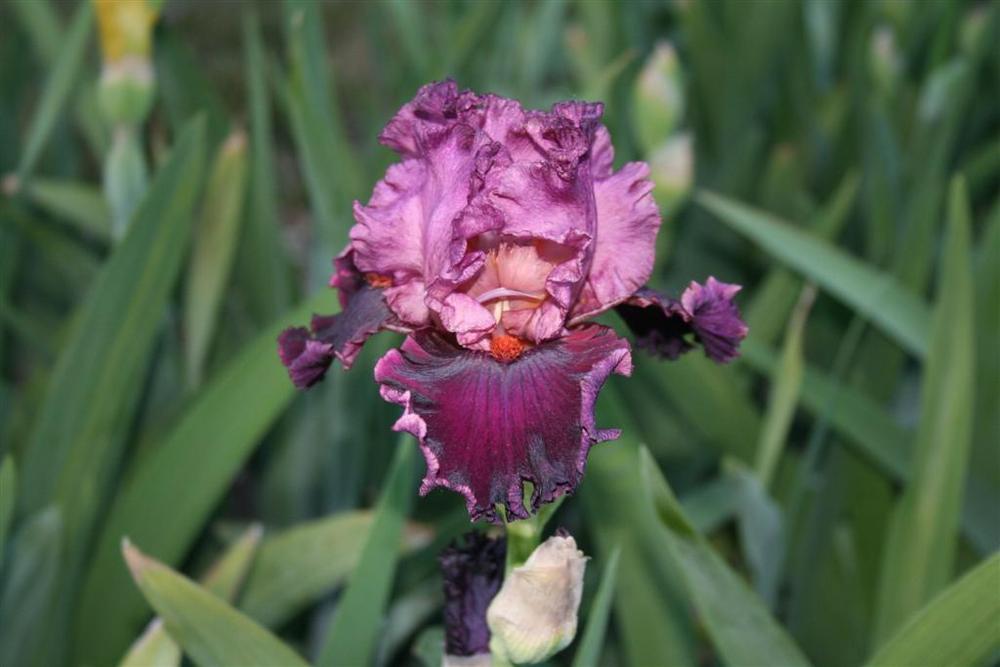 Photo of Tall Bearded Iris (Iris 'Ming Lord') uploaded by KentPfeiffer