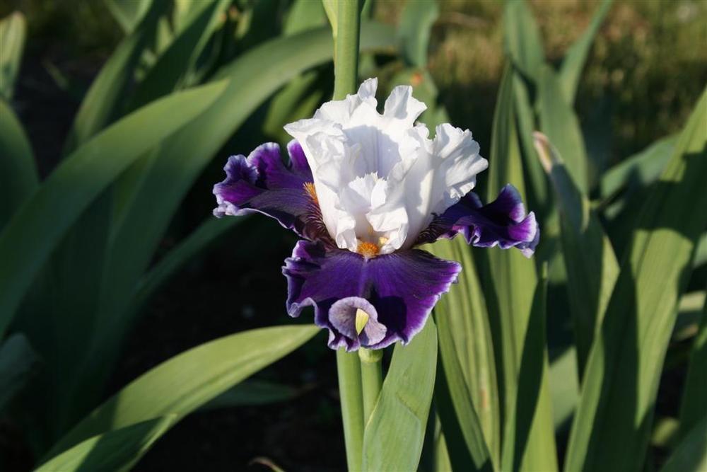 Photo of Tall Bearded Iris (Iris 'Merry Amigo') uploaded by KentPfeiffer
