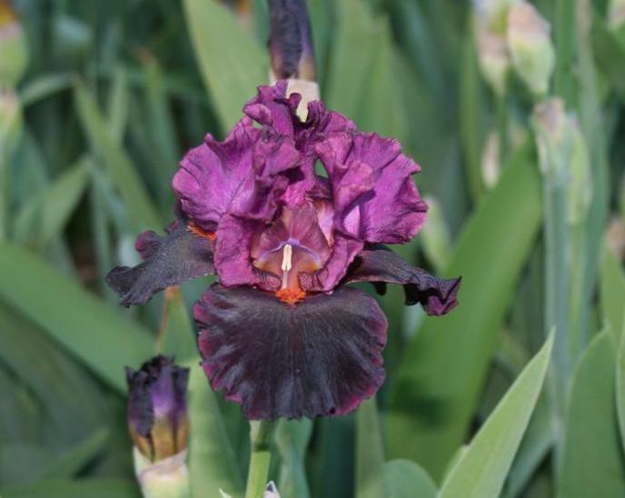 Photo of Tall Bearded Iris (Iris 'Magical Realism') uploaded by KentPfeiffer
