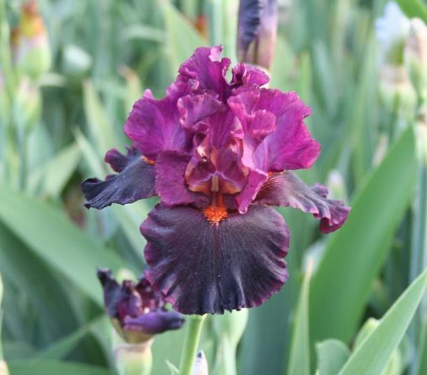 Photo of Tall Bearded Iris (Iris 'Magical Realism') uploaded by KentPfeiffer
