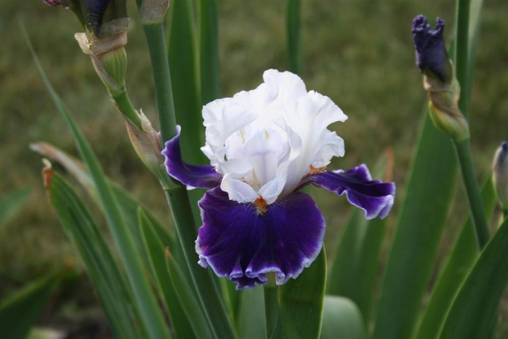 Photo of Tall Bearded Iris (Iris 'Merry Amigo') uploaded by KentPfeiffer