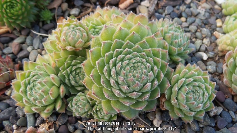 Photo of Hen and Chicks (Sempervivum 'Apollonia') uploaded by Patty