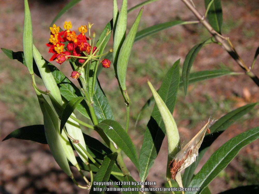 Photo of Tropical Milkweed (Asclepias curassavica) uploaded by Seedfork