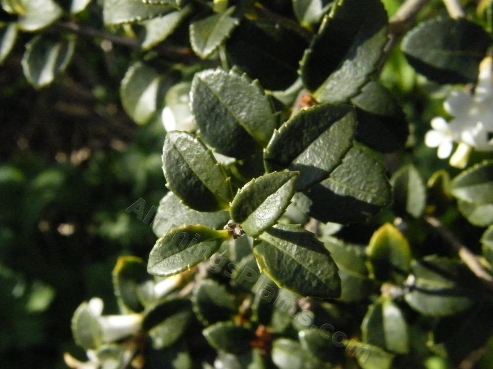 Photo of Delavay Tea Olive (Osmanthus delavayi) uploaded by bootandall
