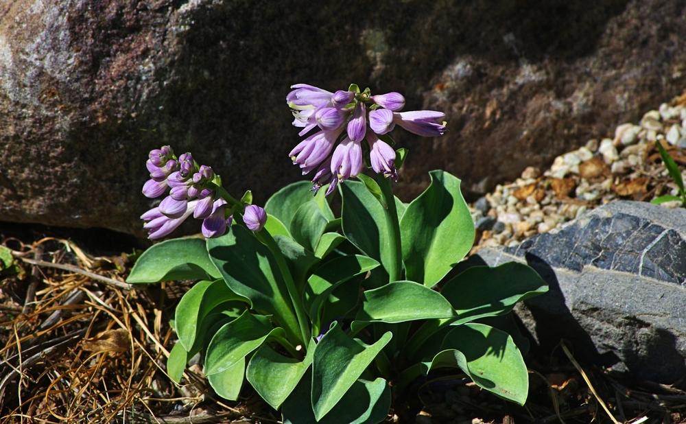 Photo of Hosta 'Blue Mouse Ears' uploaded by dirtdorphins