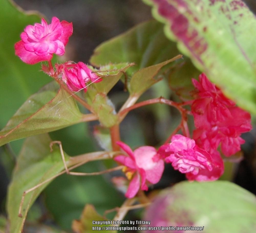 Photo of Wax Begonia (Begonia semperflorens 'Doublet Rose') uploaded by purpleinopp