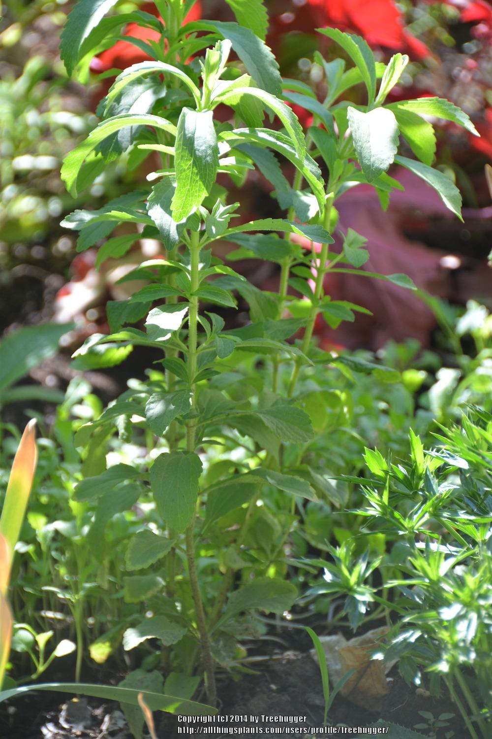 Photo of Stevia (Stevia rebaudiana) uploaded by treehugger