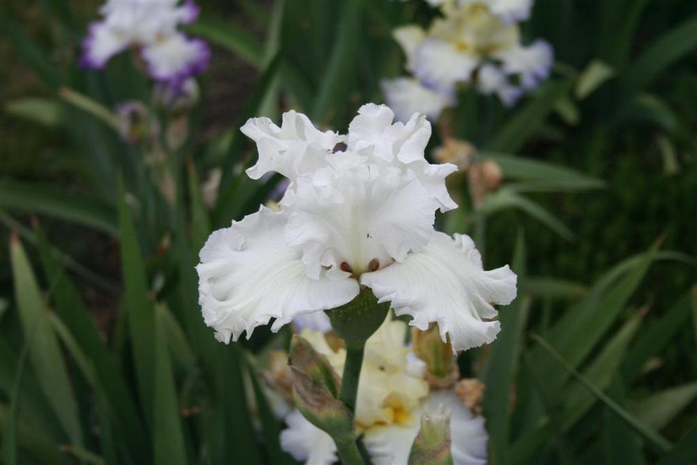 Photo of Tall Bearded Iris (Iris 'My Beloved') uploaded by KentPfeiffer