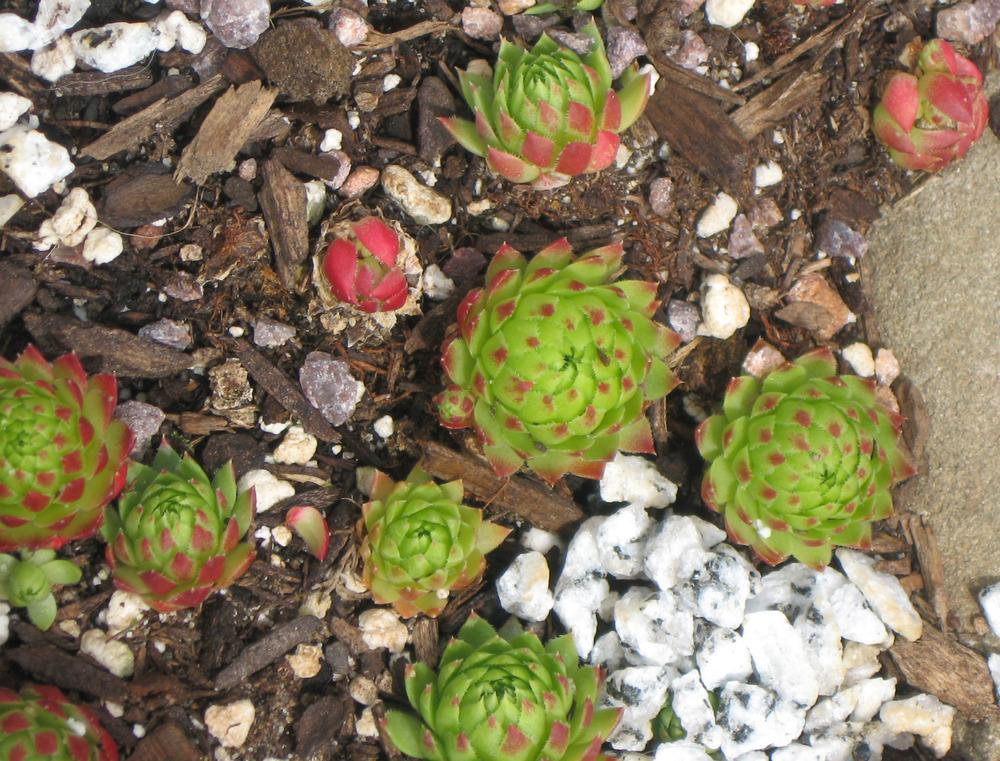 Photo of Rollers (Sempervivum globiferum subsp. preissianum 'from Belianske Tatras') uploaded by MotherRaphaela