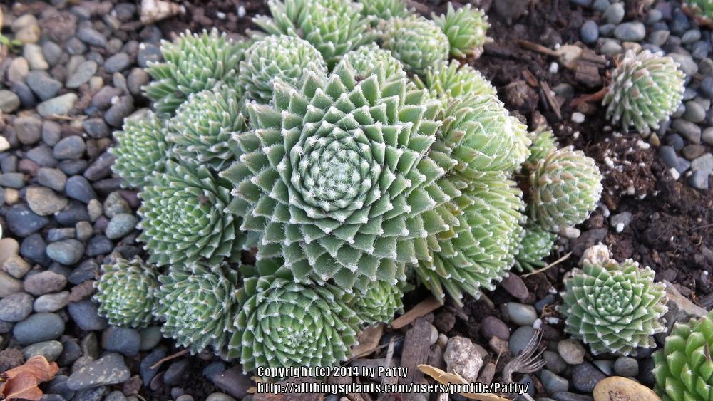 Photo of Hen and Chicks (Sempervivum 'Koko Flanel') uploaded by Patty