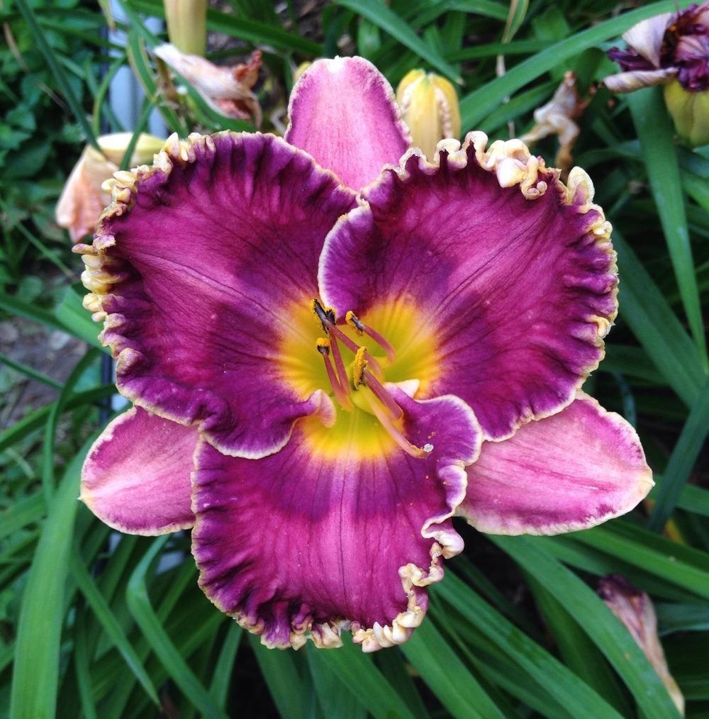 Photo of Daylily (Hemerocallis 'Mineral Springs') uploaded by bxncbx