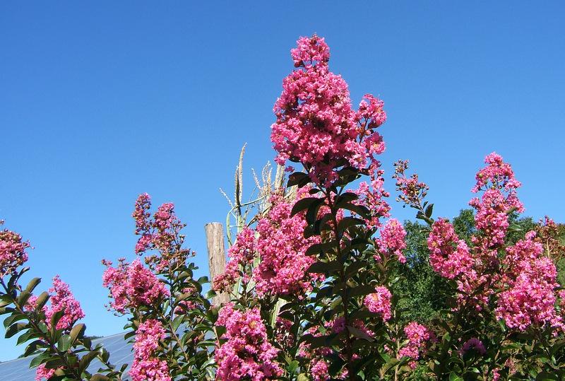 Photo of Crape Myrtle (Lagerstroemia indica 'Hopi') uploaded by pirl