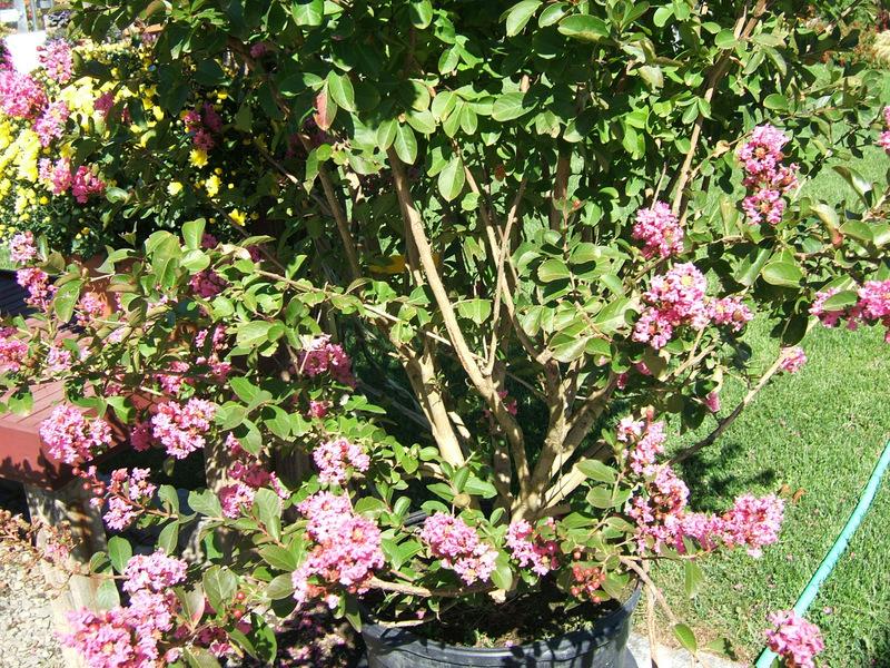 Photo of Crape Myrtle (Lagerstroemia indica 'Hopi') uploaded by pirl