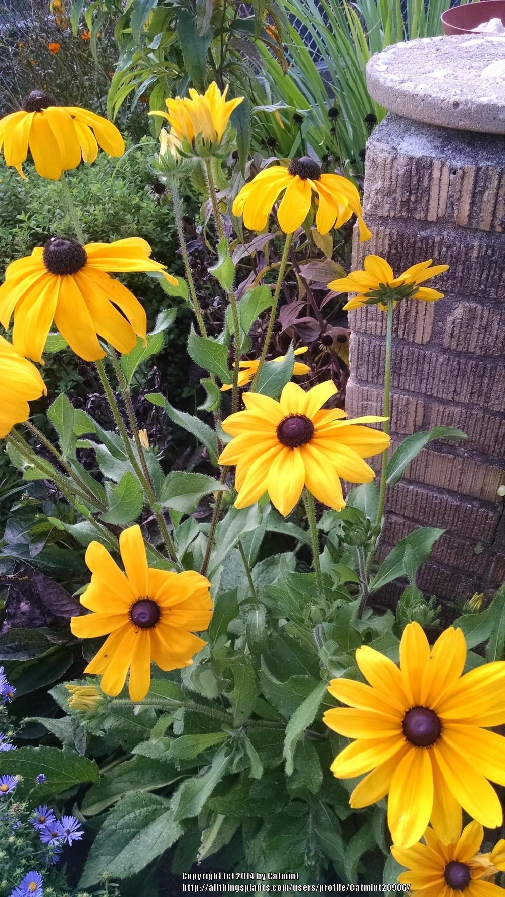 Photo of Black-Eyed Susan (Rudbeckia hirta 'Indian Summer') uploaded by Catmint20906