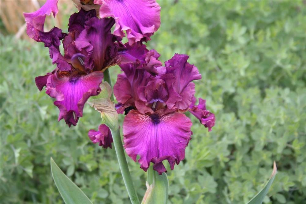 Photo of Tall Bearded Iris (Iris 'Palace Symphony') uploaded by KentPfeiffer