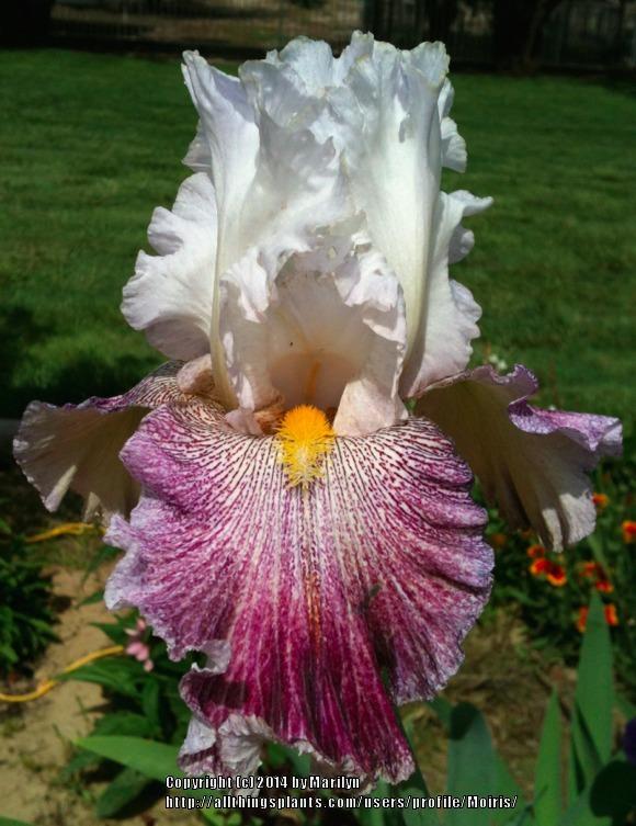 Photo of Tall Bearded Iris (Iris 'Thundering Ovation') uploaded by Moiris