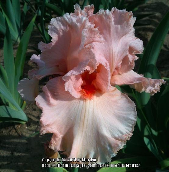 Photo of Tall Bearded Iris (Iris 'Happenstance') uploaded by Moiris