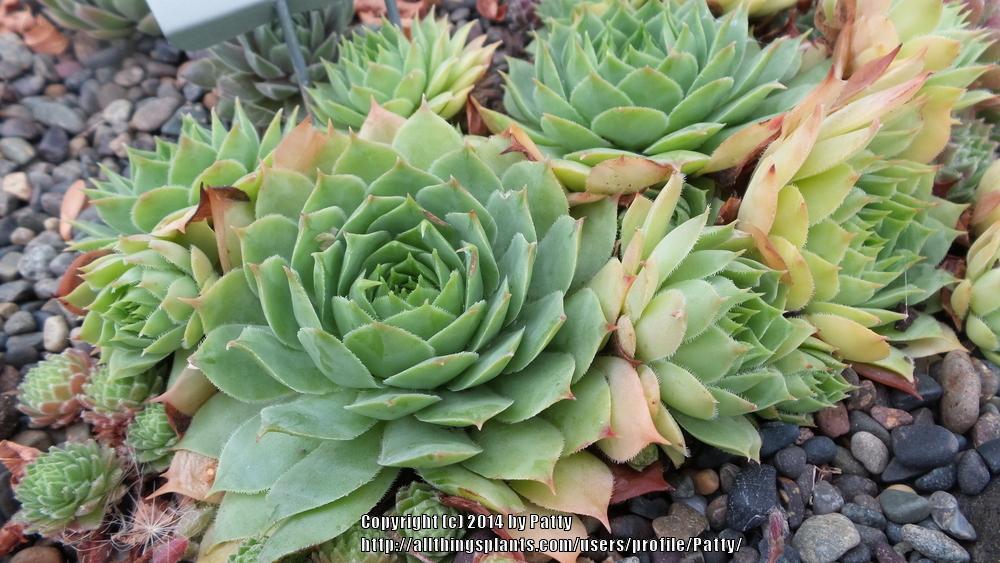 Photo of Hen and chicks (Sempervivum 'Green Apple') uploaded by Patty