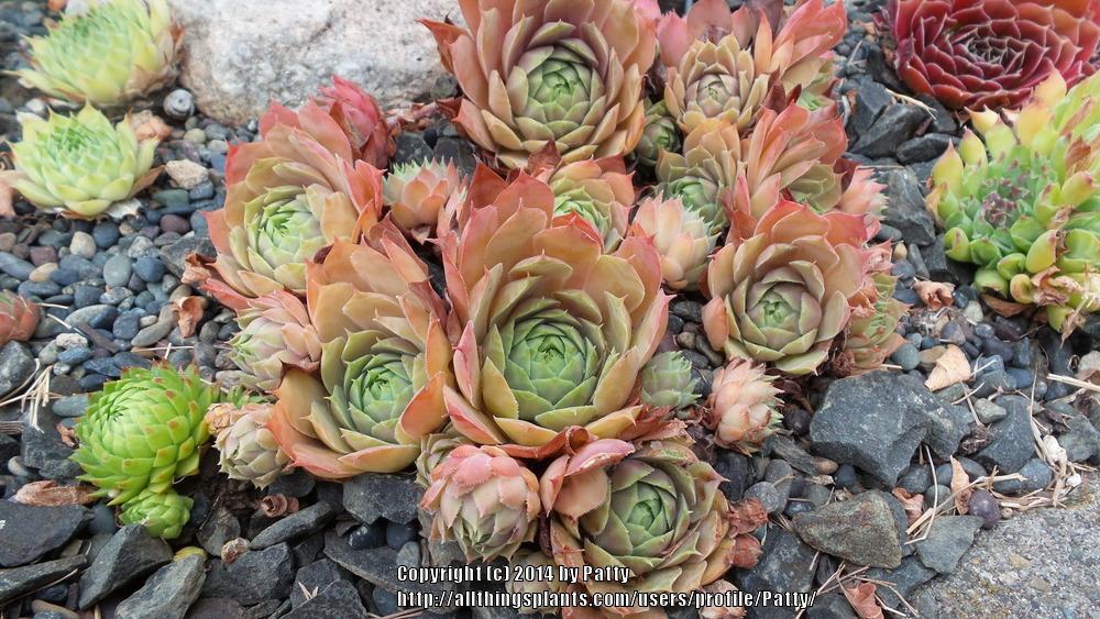 Photo of Hen and Chicks (Sempervivum 'Dame Arsac') uploaded by Patty