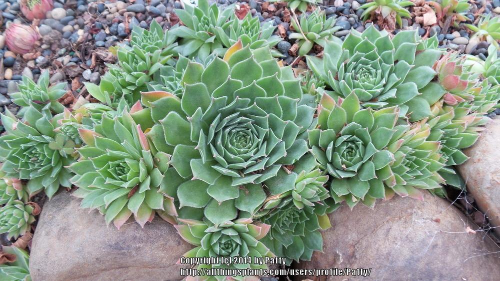 Photo of Hen and Chicks (Sempervivum 'Purdy's Big Red') uploaded by Patty