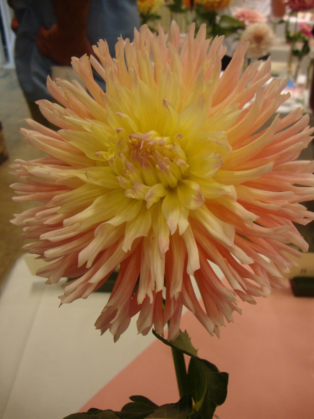 Photo of Dahlia 'Alfred Grille' uploaded by Paul2032