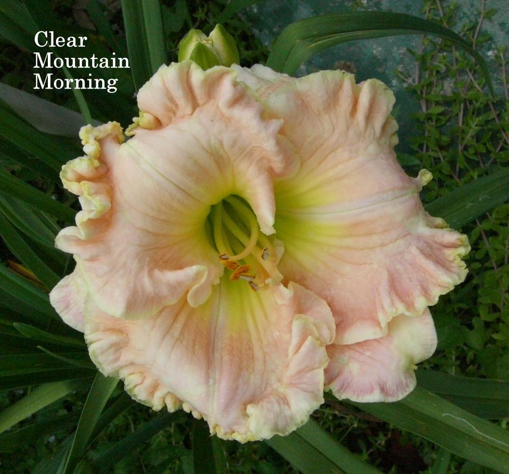 Photo of Daylily (Hemerocallis 'Clear Mountain Morning') uploaded by carolannz