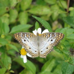 
White Peacock butterfly