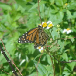 
Monarch butterfly