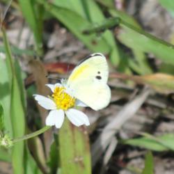 
Dainty Sulphur butterfly.  This is their host plant but also serv