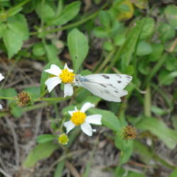 
Checkered White butterfly