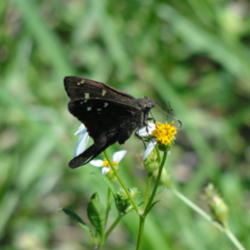 
Long-Tailed Skipper butterfly