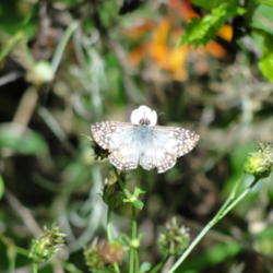 
Tropical Checkered Skipper butterfly