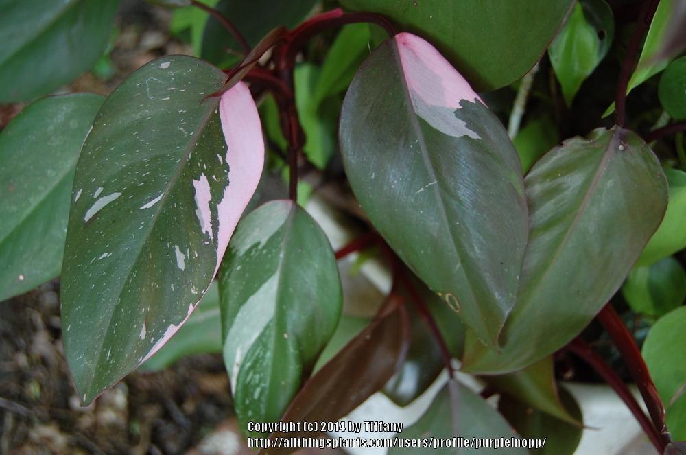 Photo of Blushing Philodendron (Philodendron erubescens 'Pink Princess') uploaded by purpleinopp