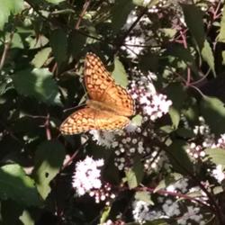 Location: Maryland
Date: 2014-09-20
Variegated Fritillary enjoys the blossoms.