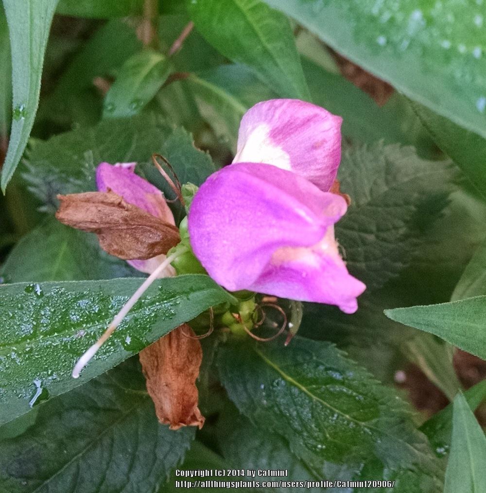 Photo of Pink Turtlehead (Chelone lyonii) uploaded by Catmint20906