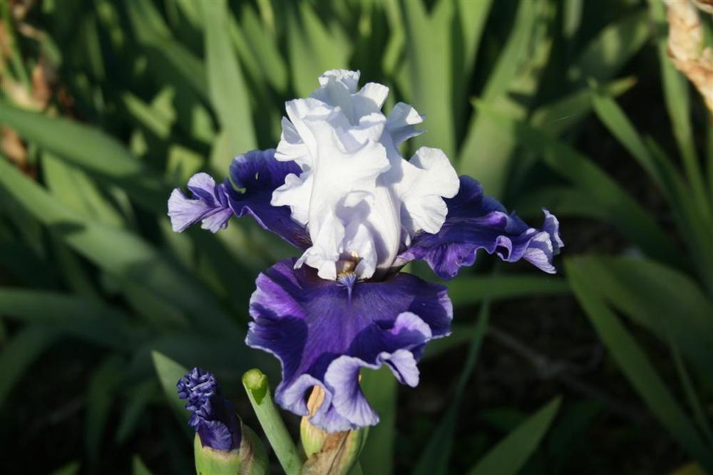 Photo of Tall Bearded Iris (Iris 'Phantom Ship') uploaded by KentPfeiffer