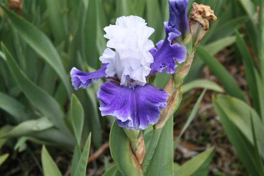 Photo of Tall Bearded Iris (Iris 'Phantom Ship') uploaded by KentPfeiffer