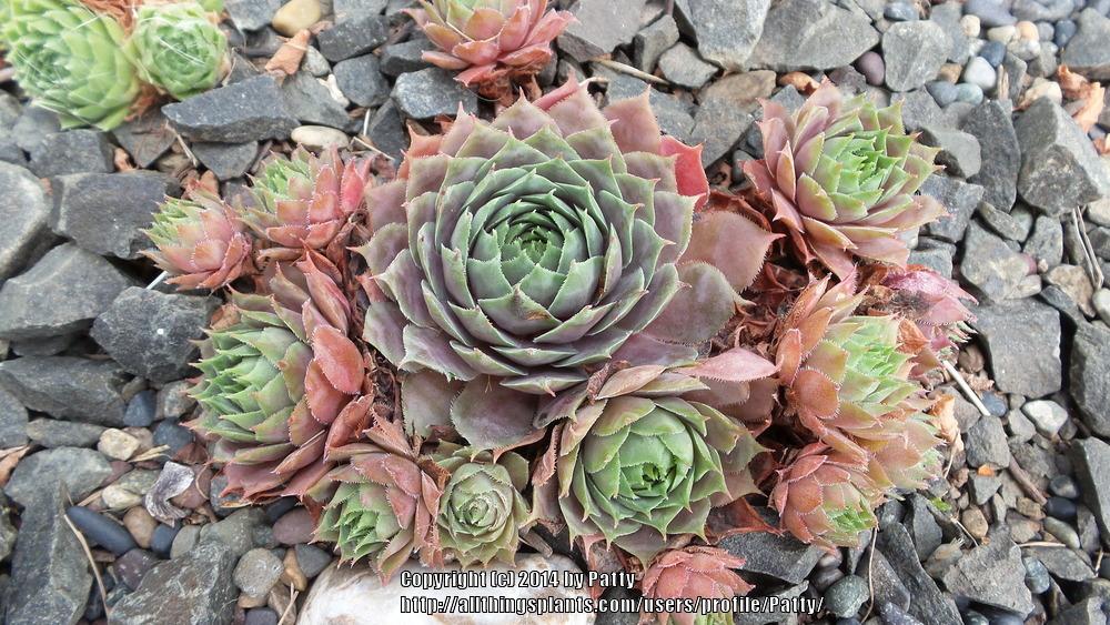 Photo of Hen and Chicks (Sempervivum 'Rotmantel') uploaded by Patty