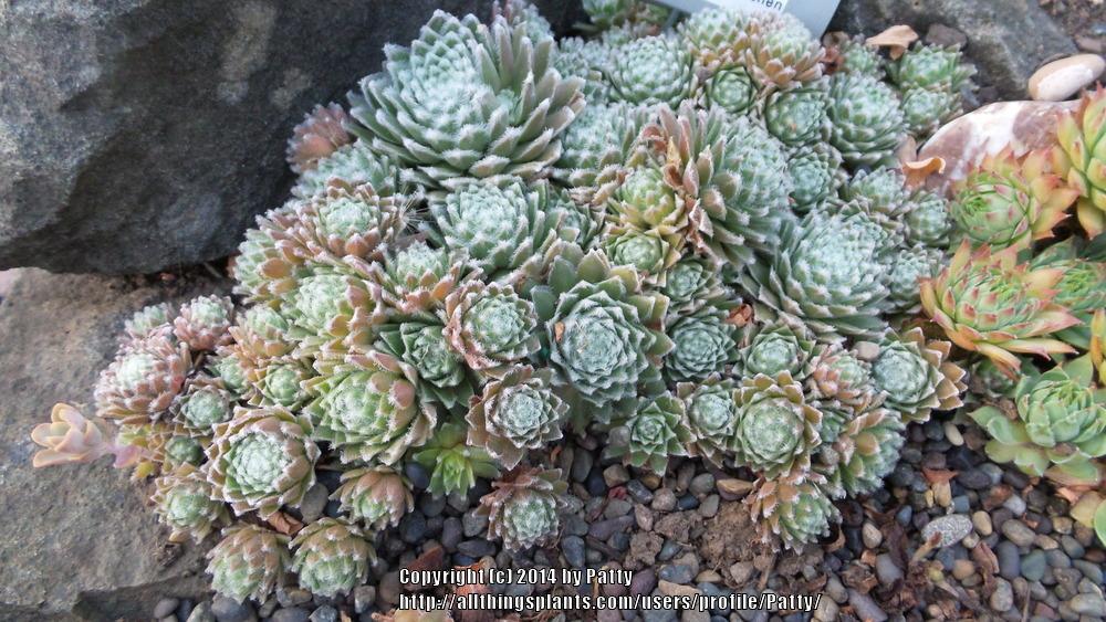 Photo of Hen and Chicks (Sempervivum 'Rosa Madchen') uploaded by Patty