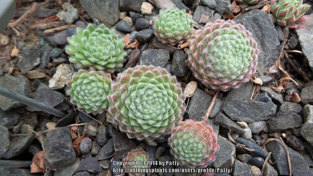 Photo of Hen and Chicks (Sempervivum 'Icicle') uploaded by Patty