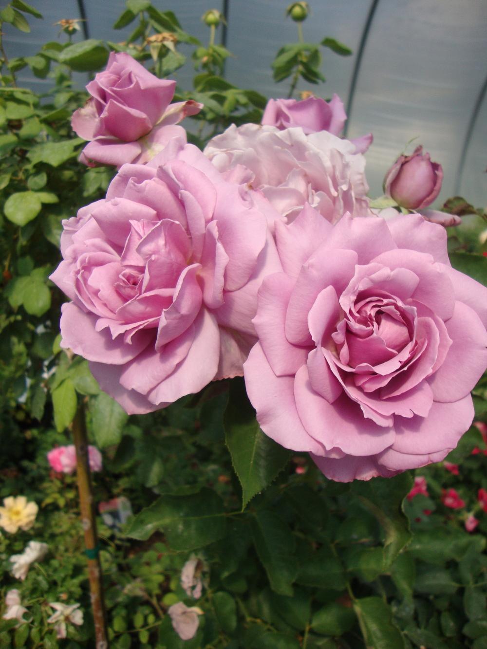 Photo of Rose (Rosa 'Love Song 2011') uploaded by Paul2032