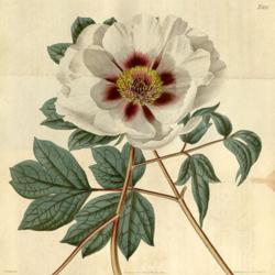 Location: Botanical magazine 47: t. 2175, Paeonia moutan var. papaveracea 1820
Author Sims