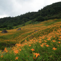 Location: Taiwan
orange paradise