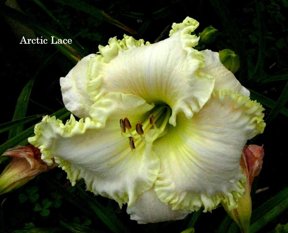 Photo of Daylily (Hemerocallis 'Arctic Lace') uploaded by carolannz