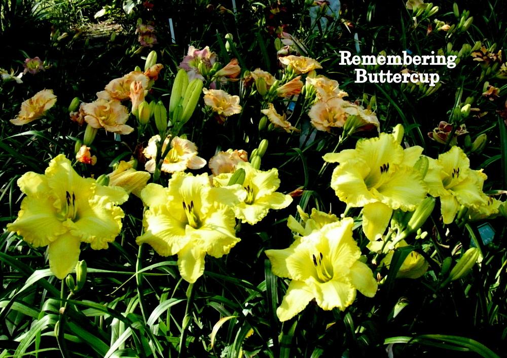 Photo of Daylily (Hemerocallis 'Remembering Buttercup') uploaded by carolannz