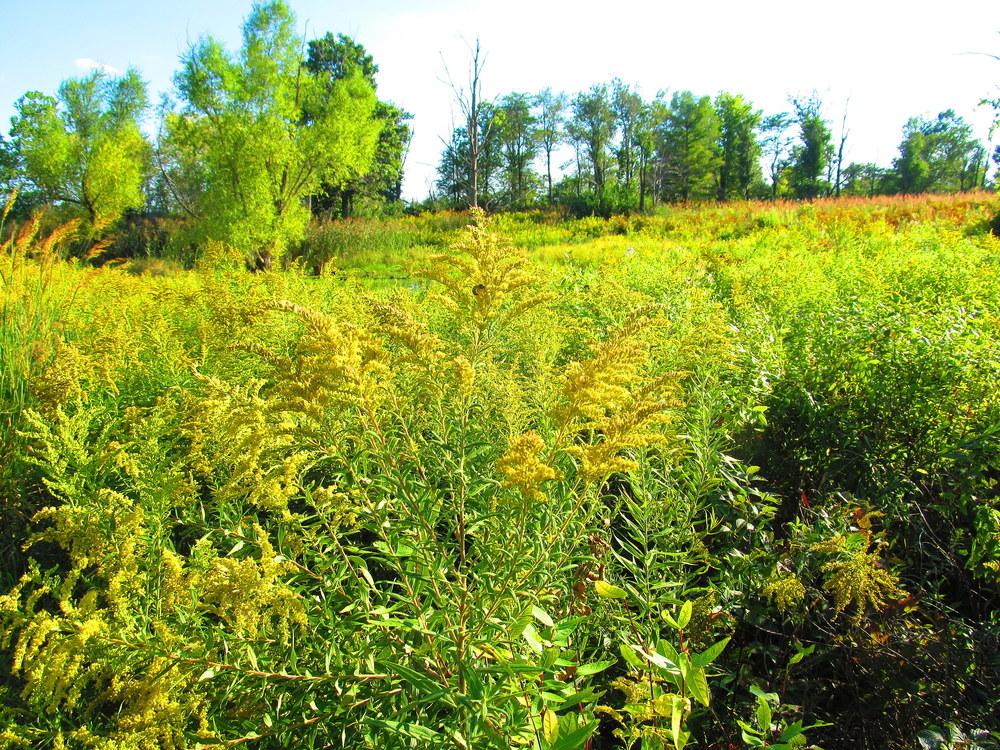 Photo of Goldenrods (Solidago) uploaded by jmorth