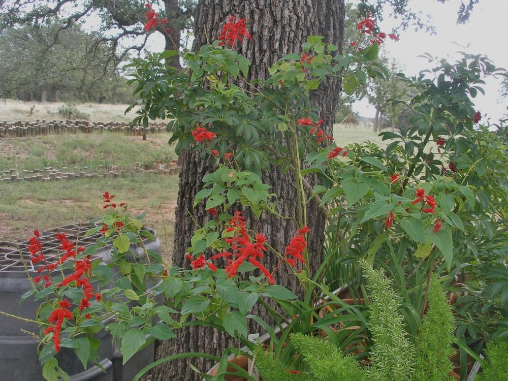 Photo of Salvia (Salvia splendens 'Faye Chappell') uploaded by needrain