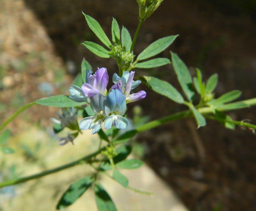 Photo of Alfalfa (Medicago sativa) uploaded by wildflowers